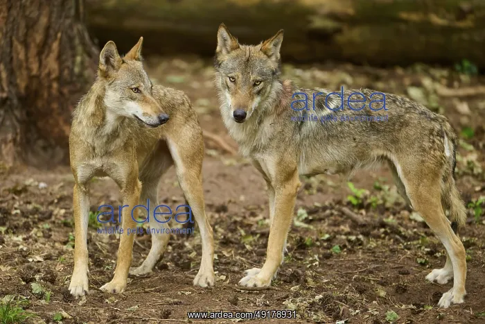 : Wolf (Canis lupus), two wolves standing together in the forest : Wolf (Canis lupus), two wolves standing together in the forest