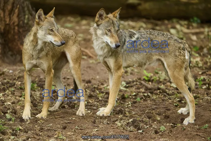 : Wolf (Canis lupus), two wolves standing next to each other on a forest floor and looking attentively : Wolf (Canis lupus), two wolves standing next to each other on a forest floor and looking attentively