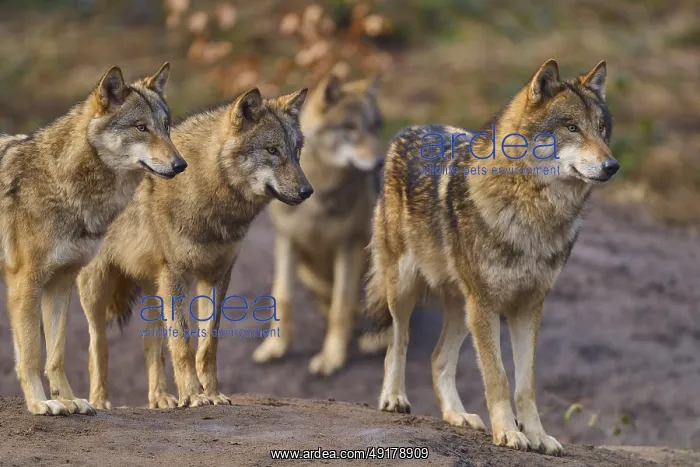 : Wolf (Canis lupus), four wolves standing together on a hill in a natural environment : Wolf (Canis lupus), four wolves standing together on a hill in a natural environment