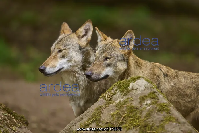 : Wolf (Canis lupus), two wolves standing next to each other behind a rock : Wolf (Canis lupus), two wolves standing next to each other behind a rock