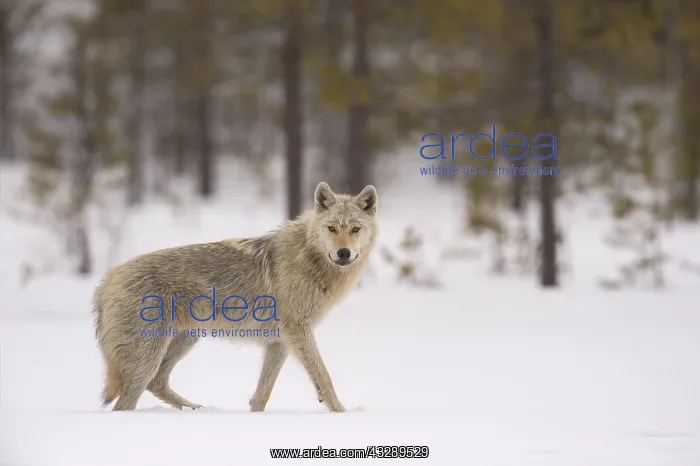 : Wolf (Canis lupus)standing in front of boreal f : Wolf (Canis lupus)standing in front of boreal f