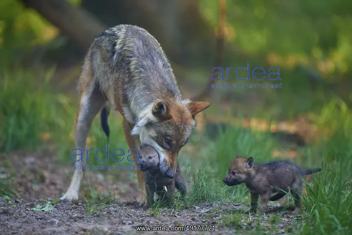 : A wolf cares for a puppy while another watches : A wolf cares for a puppy while another watches