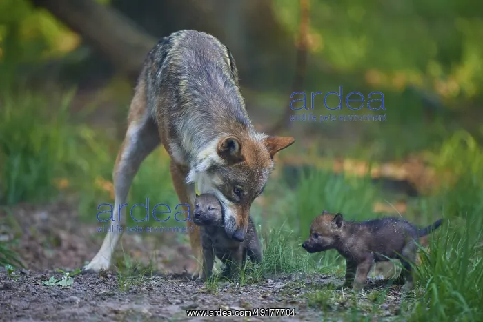 : A wolf carries one of its pups while another stands next to it : A wolf carries one of its pups while another stands next to it