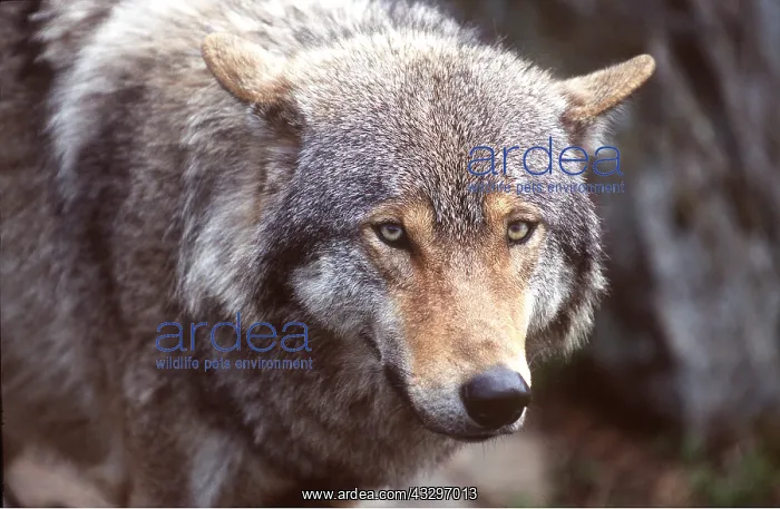 : WOLF - close-up of head : WOLF - close-up of head