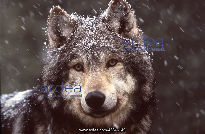 : WOLF - close-up of head in snow : WOLF - close-up of head in snow