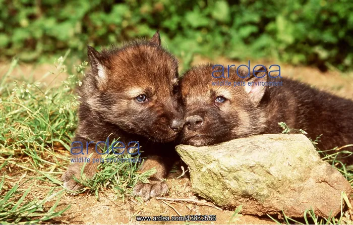 : WOLF - close-up pup faces : WOLF - close-up pup faces