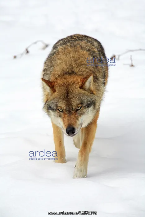  : Wolf, Common Wolf, European Wolf (Canis lupus lupus)