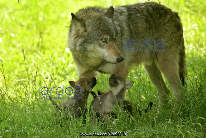 : Wolf with cubs : Wolf with cubs