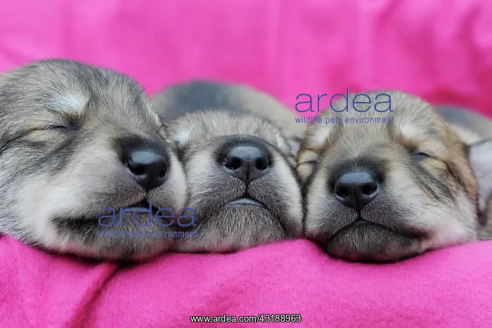: Three wolf-dog puppies, dogs noses, sleeping : Three wolf-dog puppies, dogs noses, sleeping
