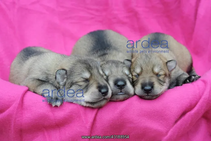 : Three wolf-dog puppies, sleeping : Three wolf-dog puppies, sleeping