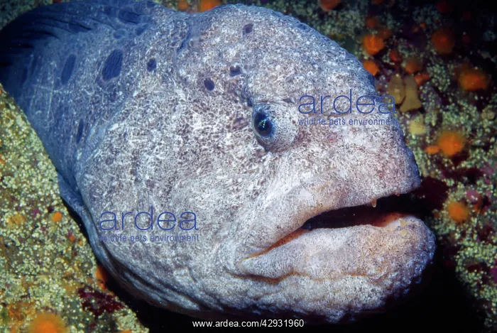  : Wolf Eel Fish