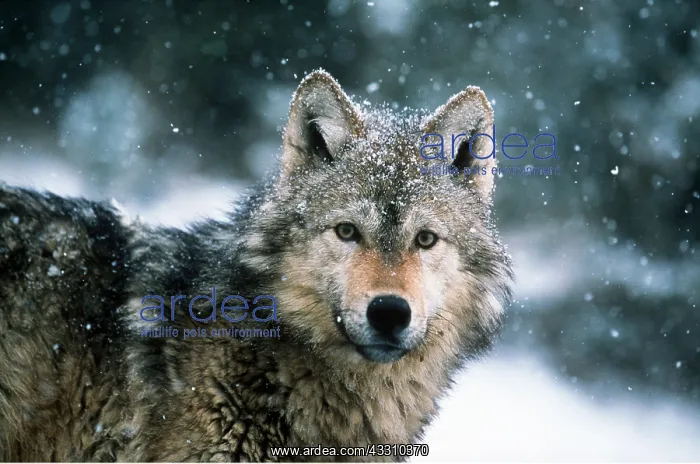 : WOLF - in falling snow : WOLF - in falling snow
