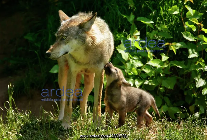 : Wolf family - She-wolf and very young cub seeking contact : Wolf family - She-wolf and very young cub seeking contact