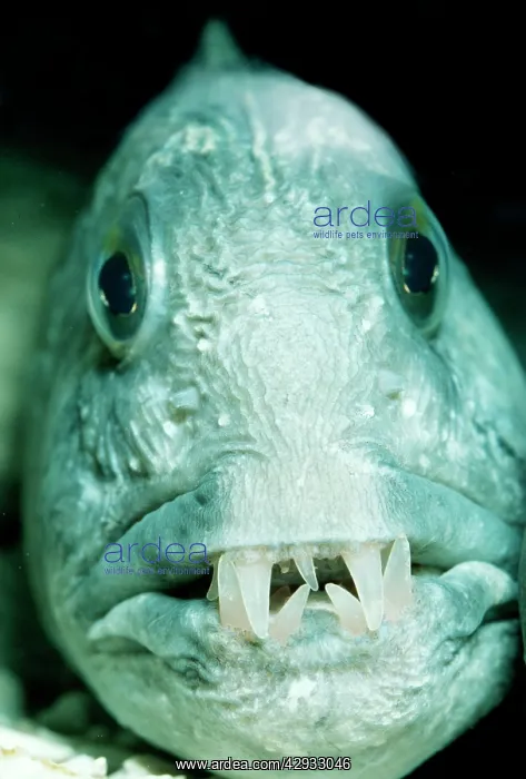 : Wolf Fish (Anarhichas lupus). North Atlantic : Wolf Fish (Anarhichas lupus). North Atlantic