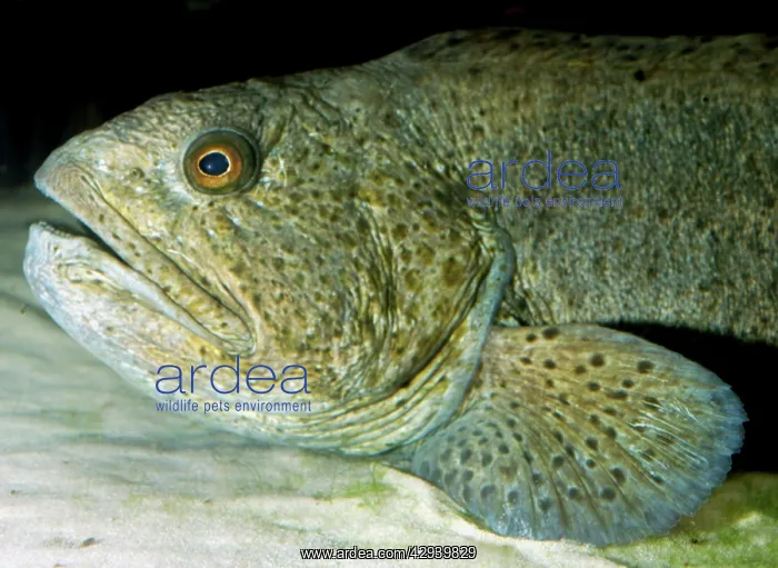 : Wolf-fish (Anarhichas lupus). Eastern Atlantic, North Sea : Wolf-fish (Anarhichas lupus). Eastern Atlantic, North Sea