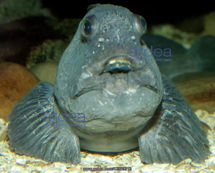 : Wolf-fish (Anarhichas lupus). Coastal waters, North Atlantic and North Sea : Wolf-fish (Anarhichas lupus). Coastal waters, North Atlantic and North Sea