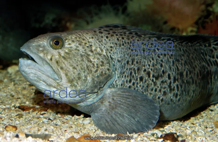 : Wolf Fish (Anarhichas lupus). North Atlantic : Wolf Fish (Anarhichas lupus). North Atlantic