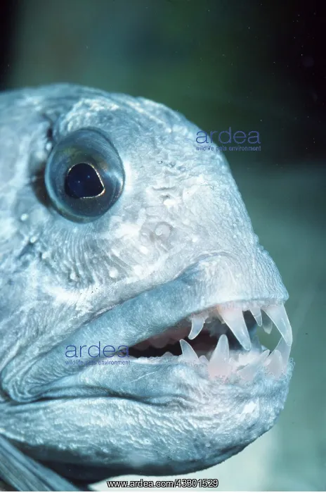 : WOLF FISH : WOLF FISH