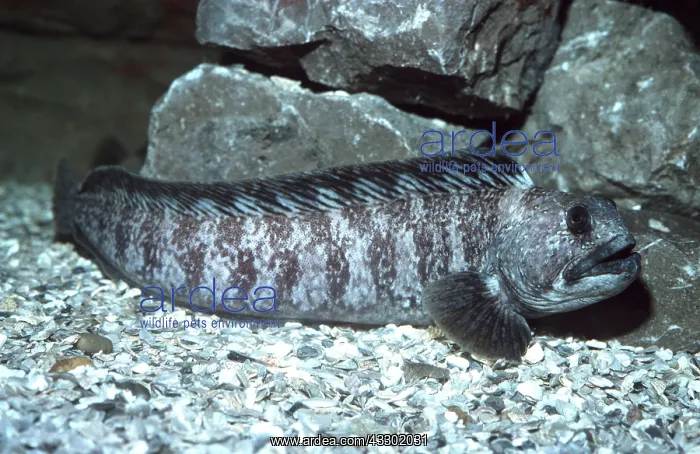 : WOLF FISH : WOLF FISH