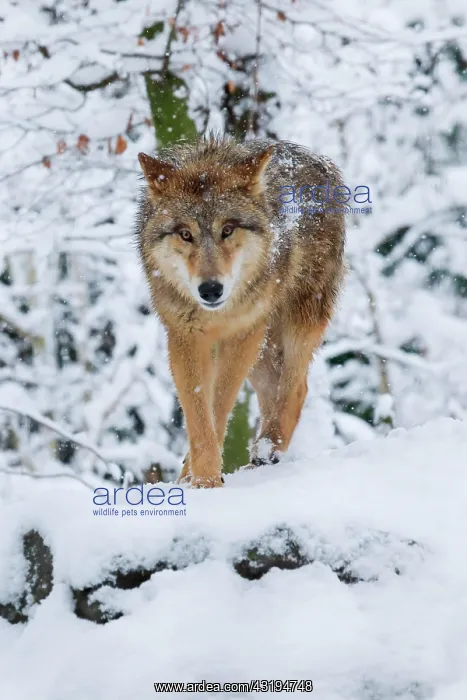: Wolf in the forest, Canis lupus lupus : Wolf in the forest, Canis lupus lupus