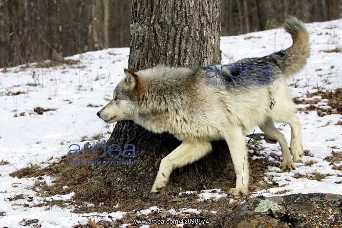 : Wolf / Gray Wolf / Timber Wolf : Wolf / Gray Wolf / Timber Wolf