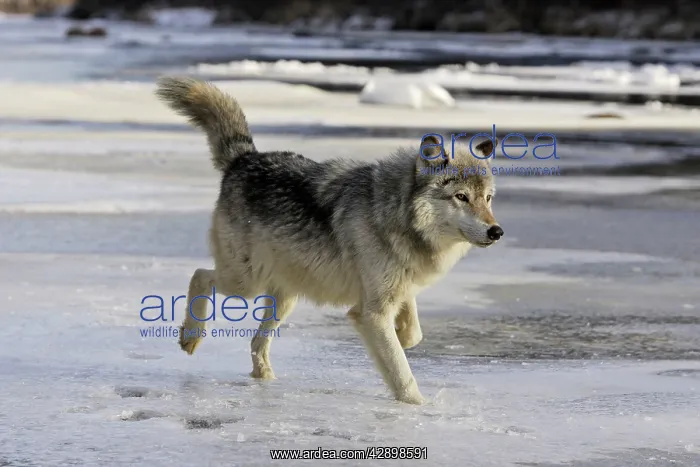 : Wolf / Gray Wolf / Timber Wolf : Wolf / Gray Wolf / Timber Wolf
