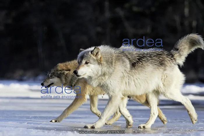 : Wolf / Gray Wolf / Timber Wolf : Wolf / Gray Wolf / Timber Wolf
