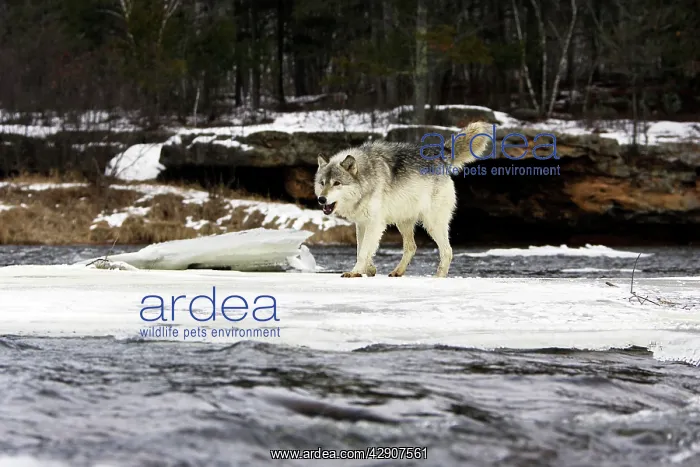 : Wolf / Gray Wolf / Timber Wolf : Wolf / Gray Wolf / Timber Wolf