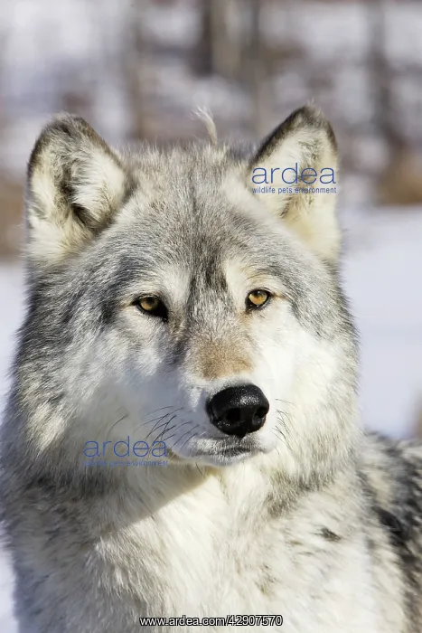 : Wolf / Gray Wolf / Timber Wolf : Wolf / Gray Wolf / Timber Wolf