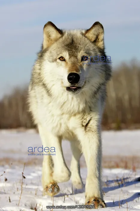 : Wolf / Gray Wolf / Timber Wolf : Wolf / Gray Wolf / Timber Wolf