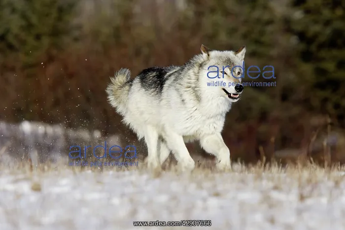 : Wolf / Gray Wolf / Timber Wolf : Wolf / Gray Wolf / Timber Wolf