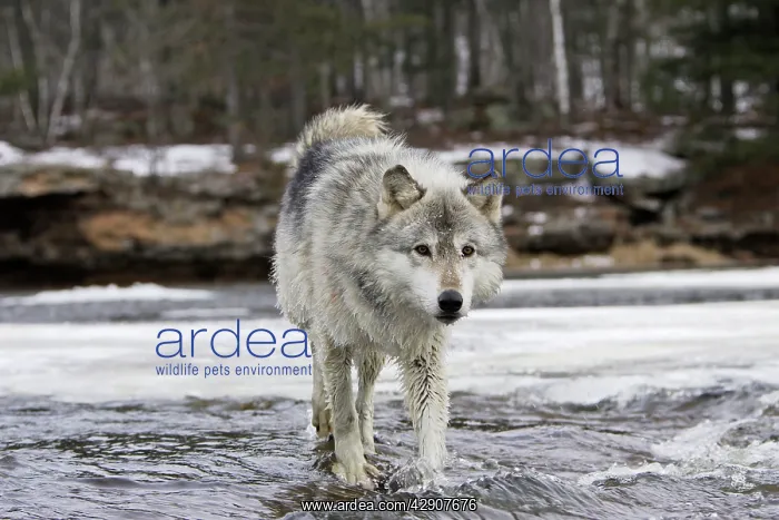 : Wolf / Gray Wolf / Timber Wolf : Wolf / Gray Wolf / Timber Wolf