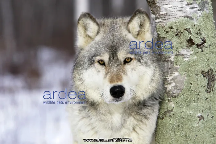 : Wolf / Gray Wolf / Timber Wolf : Wolf / Gray Wolf / Timber Wolf