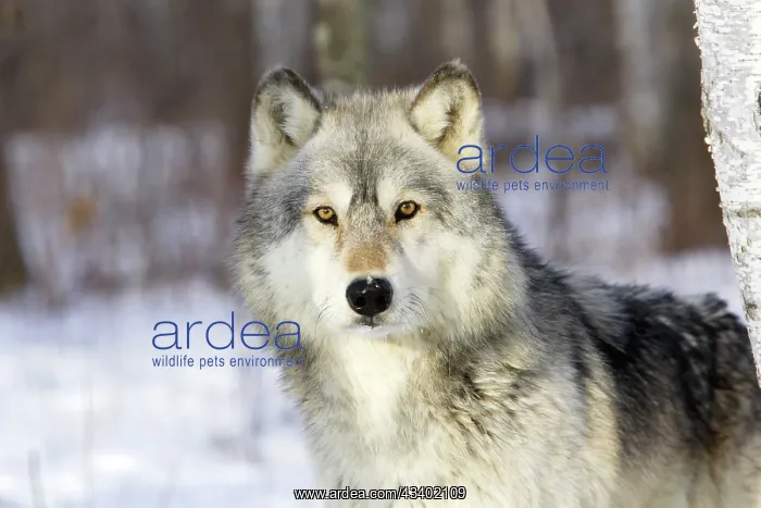 : Wolf / Gray Wolf / Timber Wolf : Wolf / Gray Wolf / Timber Wolf