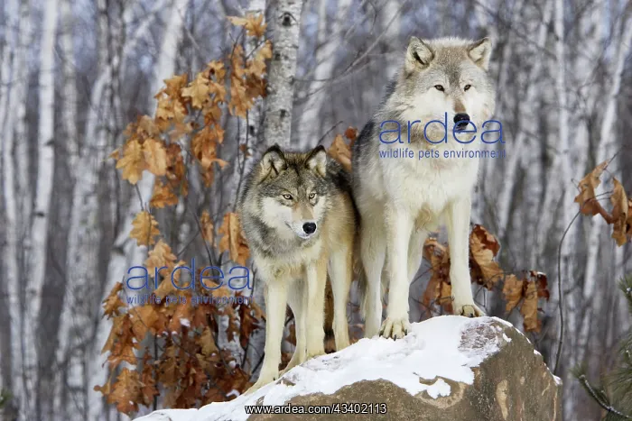 : Wolf / Gray Wolf / Timber Wolf : Wolf / Gray Wolf / Timber Wolf