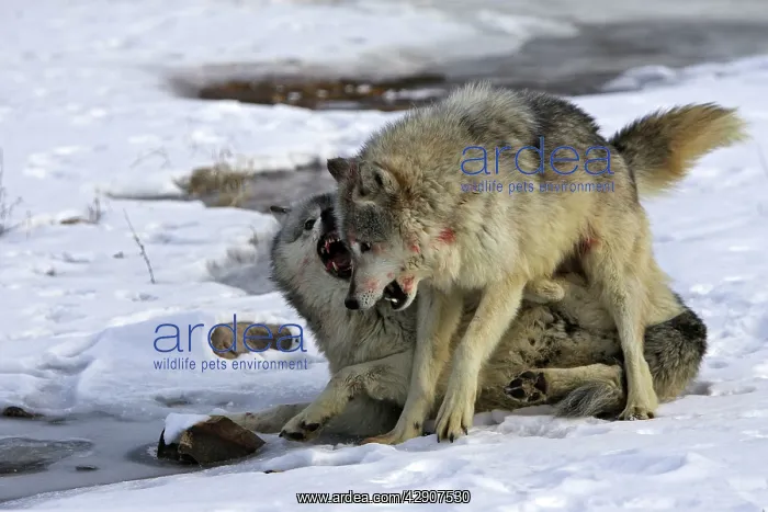 : Wolf / Gray Wolf / Timber Wolf - two males fighting : Wolf / Gray Wolf / Timber Wolf - two males fighting