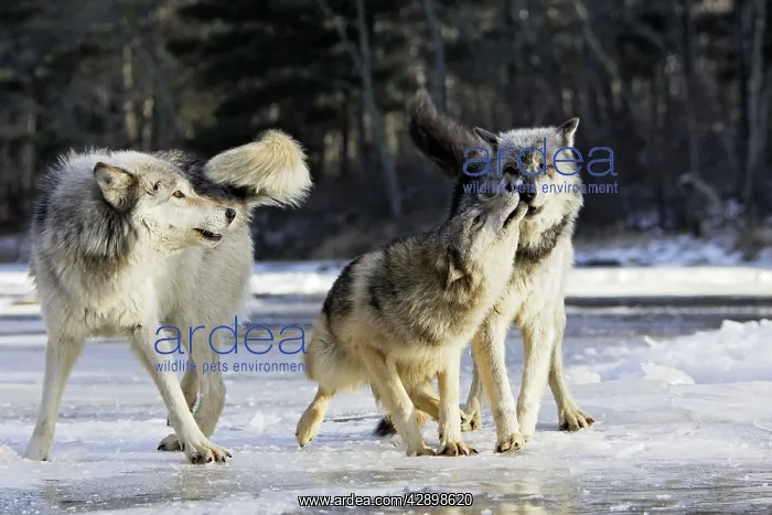 : Wolf / Gray Wolf / Timber Wolf - submissive behaviour : Wolf / Gray Wolf / Timber Wolf - submissive behaviour