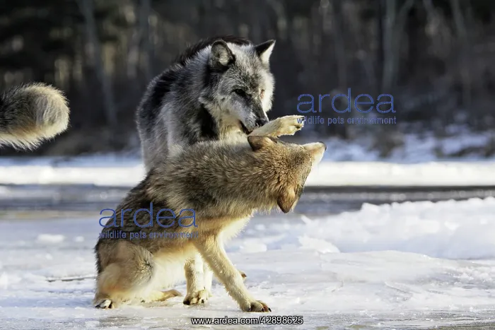 : Wolf / Gray Wolf / Timber Wolf - submissive behaviour : Wolf / Gray Wolf / Timber Wolf - submissive behaviour