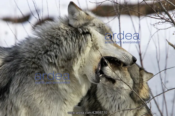 : Wolf / Gray Wolf / Timber Wolf - submissive behaviour : Wolf / Gray Wolf / Timber Wolf - submissive behaviour