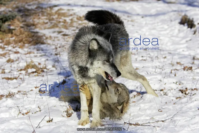 : Wolf / Gray Wolf / Timber Wolf - submissive behaviour : Wolf / Gray Wolf / Timber Wolf - submissive behaviour