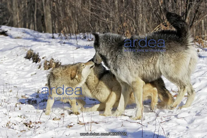 : Wolf / Gray Wolf / Timber Wolf - submissive behaviour : Wolf / Gray Wolf / Timber Wolf - submissive behaviour