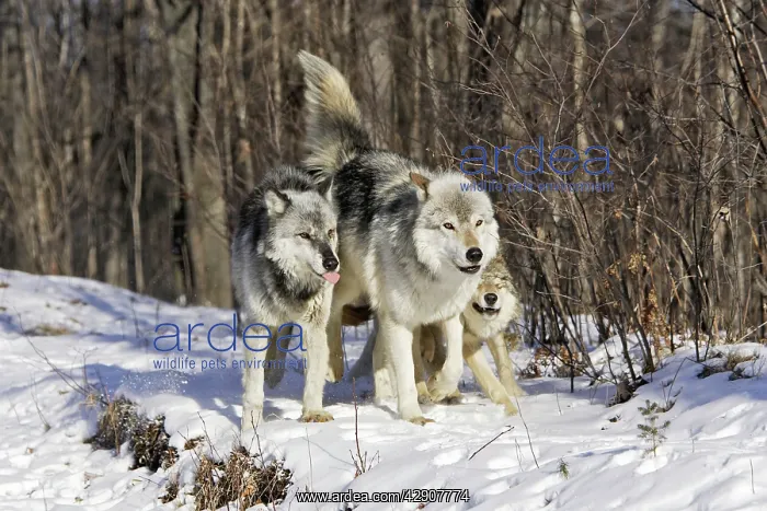 : Wolf / Gray Wolf / Timber Wolf - submissive behaviour : Wolf / Gray Wolf / Timber Wolf - submissive behaviour