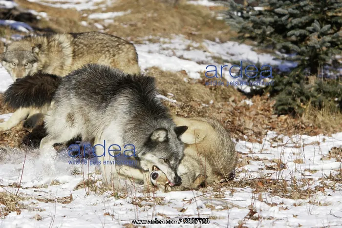  : Wolf  /  Gray Wolf  /  Timber Wolf - submissive behaviour