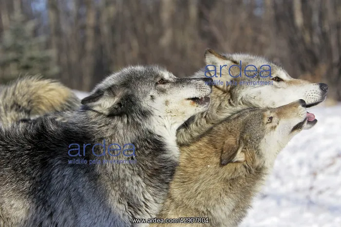 : Wolf / Gray Wolf / Timber Wolf - submissive behaviour : Wolf / Gray Wolf / Timber Wolf - submissive behaviour