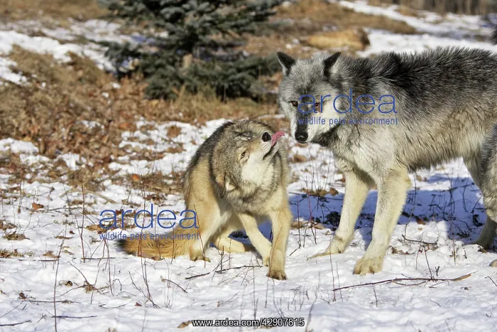 : Wolf / Gray Wolf / Timber Wolf - submissive behaviour : Wolf / Gray Wolf / Timber Wolf - submissive behaviour