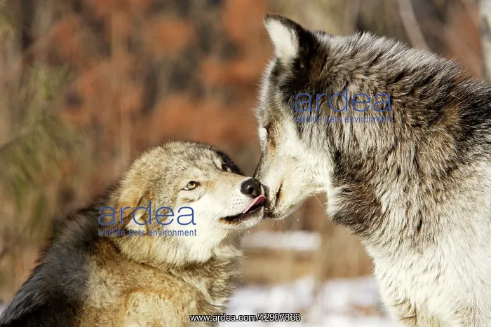 : Wolf / Gray Wolf / Timber Wolf - submissive behaviour : Wolf / Gray Wolf / Timber Wolf - submissive behaviour