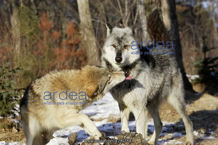 : Wolf / Gray Wolf / Timber Wolf - submissive behaviour : Wolf / Gray Wolf / Timber Wolf - submissive behaviour