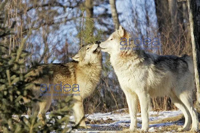 : Wolf / Gray Wolf / Timber Wolf - submissive behaviour : Wolf / Gray Wolf / Timber Wolf - submissive behaviour