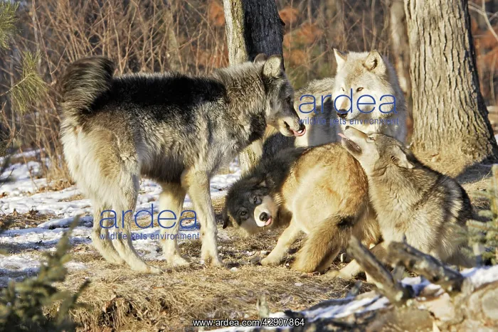  : Wolf  /  Gray Wolf  /  Timber Wolf - submissive behaviour
