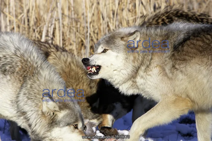 : Wolf / Gray Wolf / Timber Wolf - with White-tailed : Wolf / Gray Wolf / Timber Wolf - with White-tailed